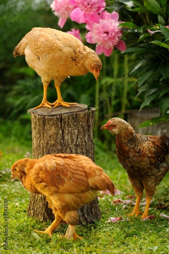 Photo: Three Chickens in the Garden Three Chickens in the Garden