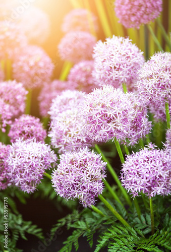 Photo: allium flowers allium flowers