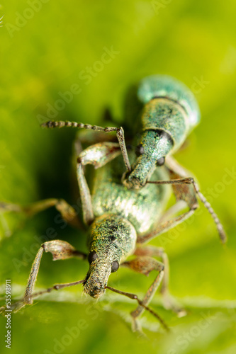 Photo: Mating of a couple of green snout beetles Mating of a couple of green snout beetles