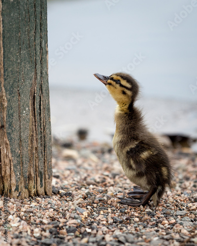 Photo: Lonely Duckling Lonely Duckling