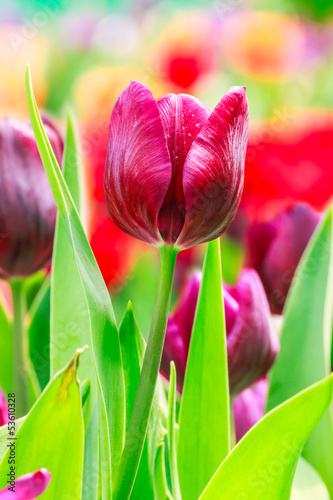 Photo: purple tulip purple tulip