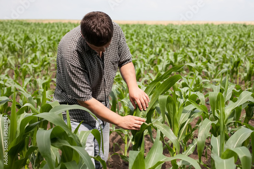 Photo: young farmer in a corn field young farmer in a corn field