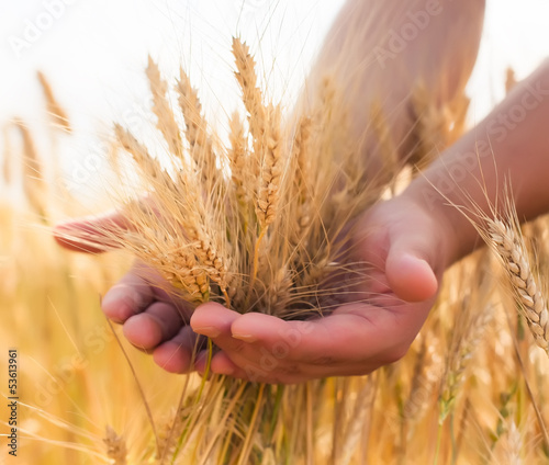 Photo: young farmer in a wheat field young farmer in a wheat field