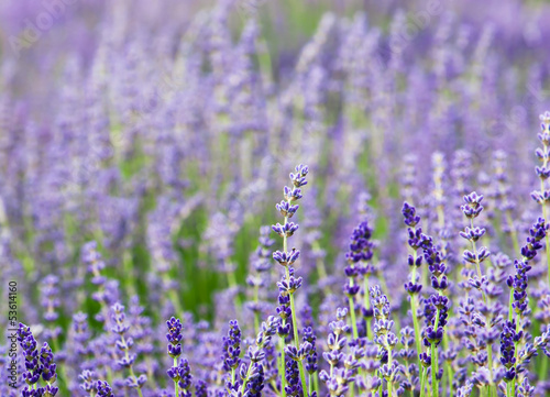Photo: Lavender flowers Lavender flowers