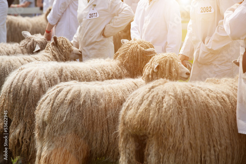 Photo: county fair sheep county fair sheep