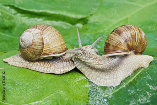 Photo: Mating game snails on the background of green leaves. Mating game snails on the background of green leaves.