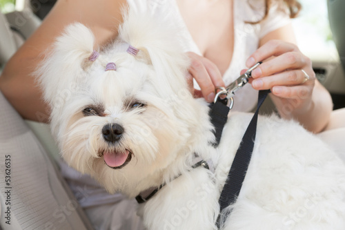 Photo: Dog safe in the car Dog safe in the car