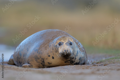 Photo: Grey Seal lying on ground. Grey Seal lying on ground.