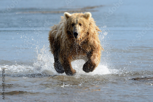 Photo: Grizzly Bear fishing in coastal waters Grizzly Bear fishing in coastal waters