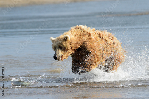 Photo: Grizzly Bear jumping at fish Grizzly Bear jumping at fish
