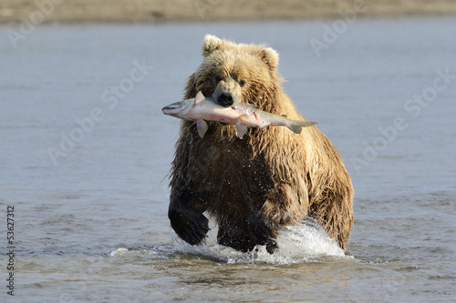 Photo: Grizzly Bear with caught salmon Grizzly Bear with caught salmon