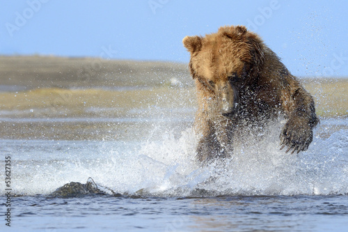 Photo: Grizzly Bear jumping on fish Grizzly Bear jumping on fish