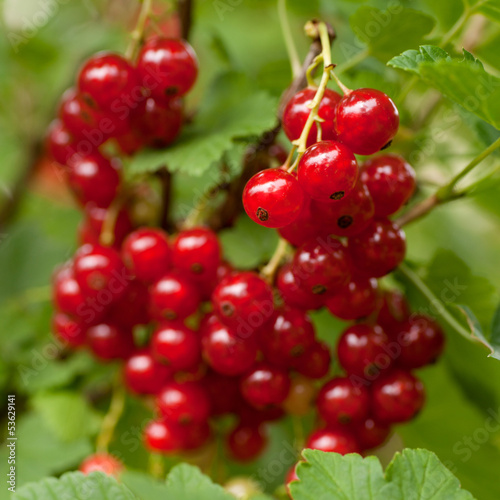 Photo: Rote Johannisbeeren Rote Johannisbeeren