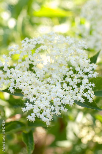 Photo: Holunderblüte Holunderblüte