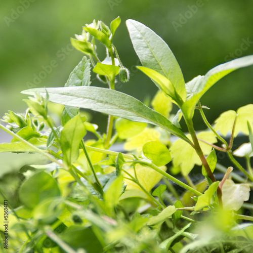 Photo: Unkraut - Weeds Unkraut - Weeds