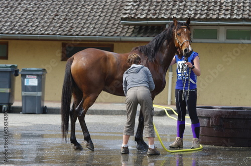 Photo: jeune étalon a la douche jeune étalon a la douche