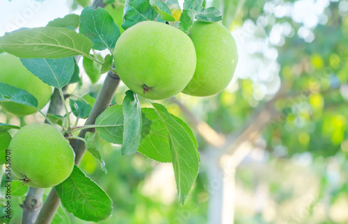 Photo: apples on tree apples on tree