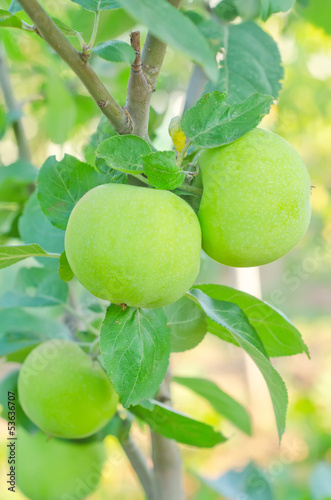 Photo: apples on tree apples on tree