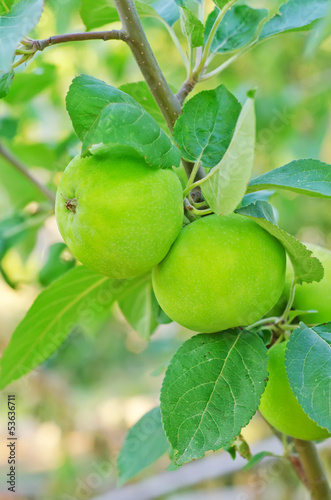 Photo: apples on tree apples on tree