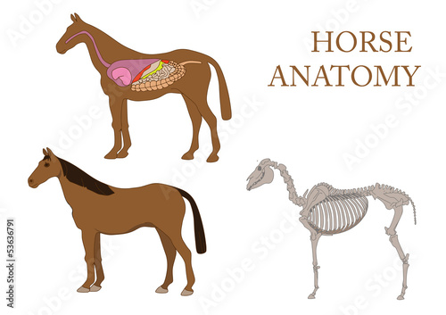 Vector: zoology, anatomy of horse, cross-section and skeleton zoology, anatomy of horse, cross-section and skeleton