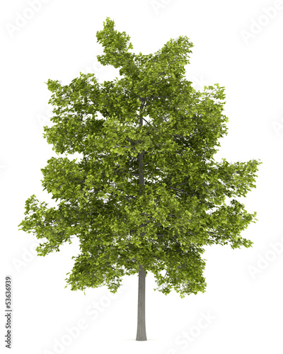 Photo: common lime tree isolated on white background common lime tree isolated on white background