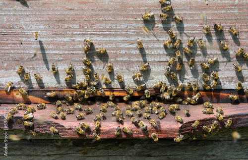 Photo: working bees working bees