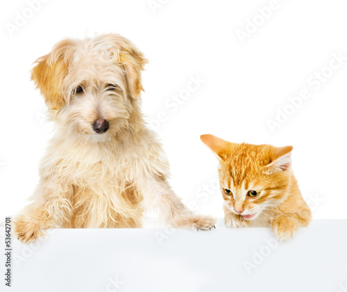 Photo: Cat and Dog above white banner. looking down. isolated on white Cat and Dog above white banner. looking down. isolated on white