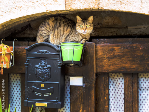 Photo: Gestreifte Katze auf einem Briefkasten Gestreifte Katze auf einem Briefkasten