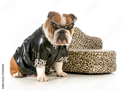Photo: female bulldog female bulldog