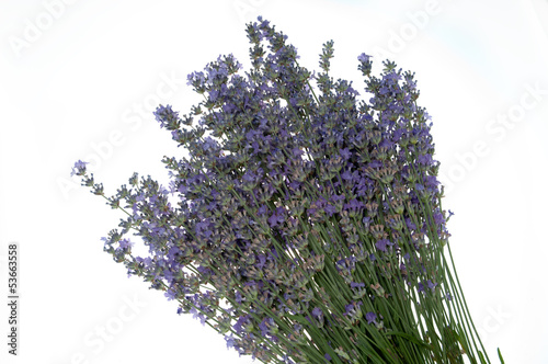 Photo: Lavender Lavender