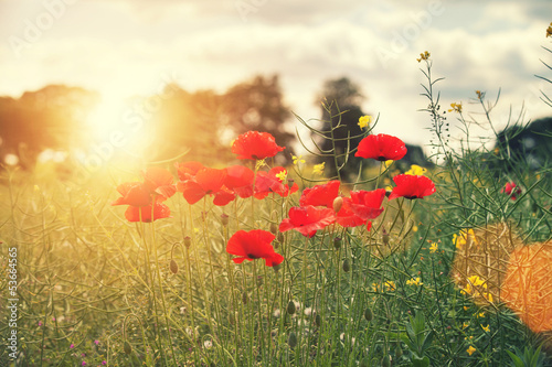 Photo: sun flare poppies sun flare poppies