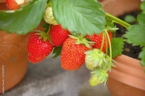 Photo: strawberry strawberry