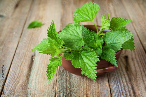 Photo: Nettle in bowl Nettle in bowl