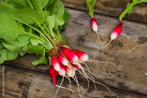Photo: Bunch of radishes Bunch of radishes