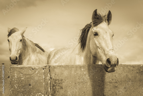 Photo: two white horses two white horses