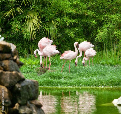 Photo: Beautiful pink flamingos Beautiful pink flamingos