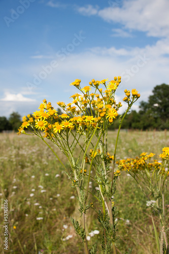 Photo: Jakobskreuzkraut Jakobskreuzkraut