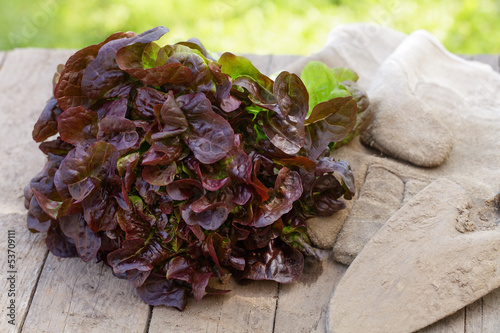 Photo: Frisch geernteter Eichblattsalat Frisch geernteter Eichblattsalat