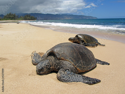 Photo: Two turtles in the sand in a beach in Hawaii Two turtles in the sand in a beach in Hawaii