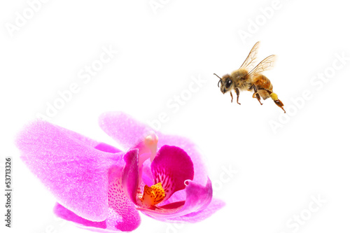Photo: Bee flying Bee flying