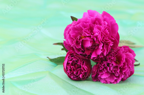 Photo: Peony roses on green background with copy space Peony roses on green background with copy space