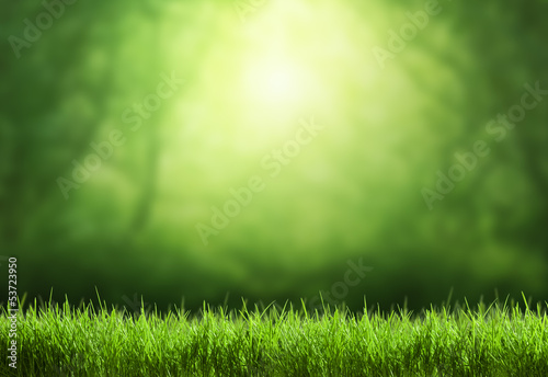 Photo: Spring forest background Spring forest background