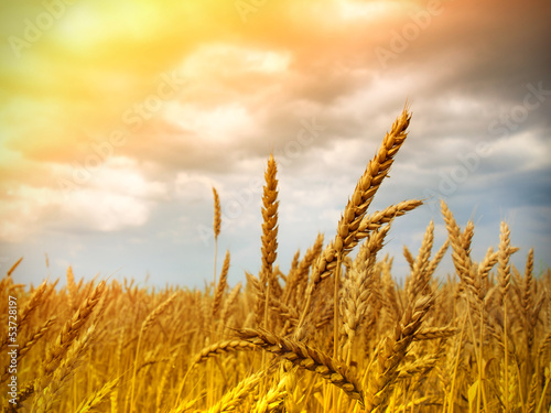 Photo: wheat field wheat field