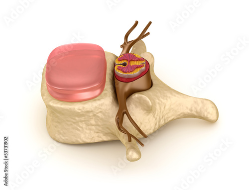 Illustration: Human spine in details Human spine in details