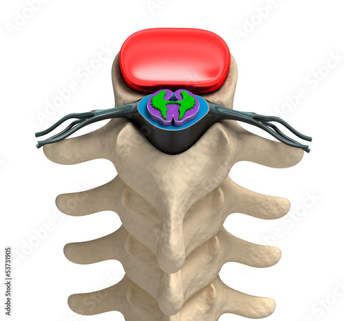 Photo: Human spine in details: Vertebra, bone marrow, disc and nerves. Human spine in details: Vertebra, bone marrow, disc and nerves.