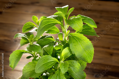 Photo: Little stevia plant Little stevia plant