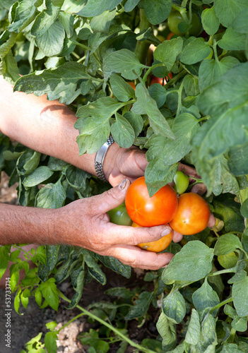 Photo: Tomato crop Tomato crop