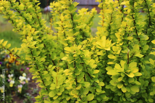 Photo: yellow bush yellow bush