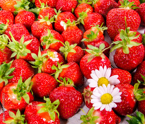 Photo: Sommer-Genuss: Frisch gepflückte Erdbeeren Sommer-Genuss: Frisch gepflückte Erdbeeren
