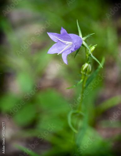 Photo: Blue bell flower Blue bell flower